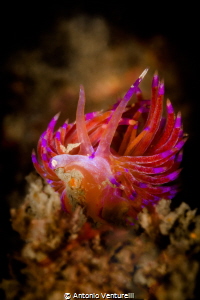 A close up of a bright red Flabellina (with one of the tw... by Antonio Venturelli 